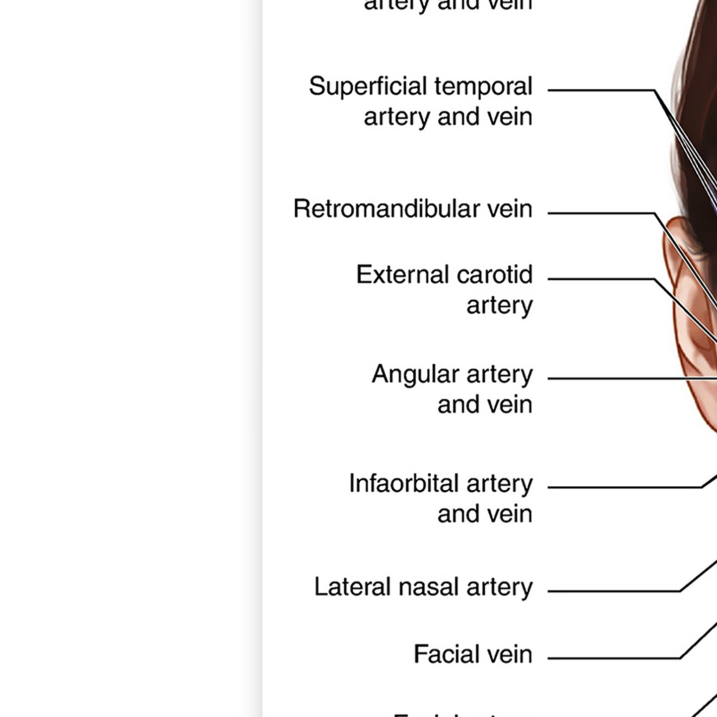 Face Anatomy Facial Fatpad Detailed Science Education Poster Print - A5 A4 A3