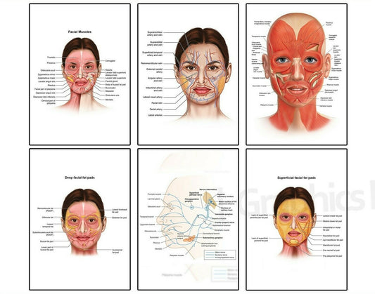FACE ANATOMY MUSCLE VEINS Detailed Aesthetician SCIENCE poster print A4 A3 A2 A1
