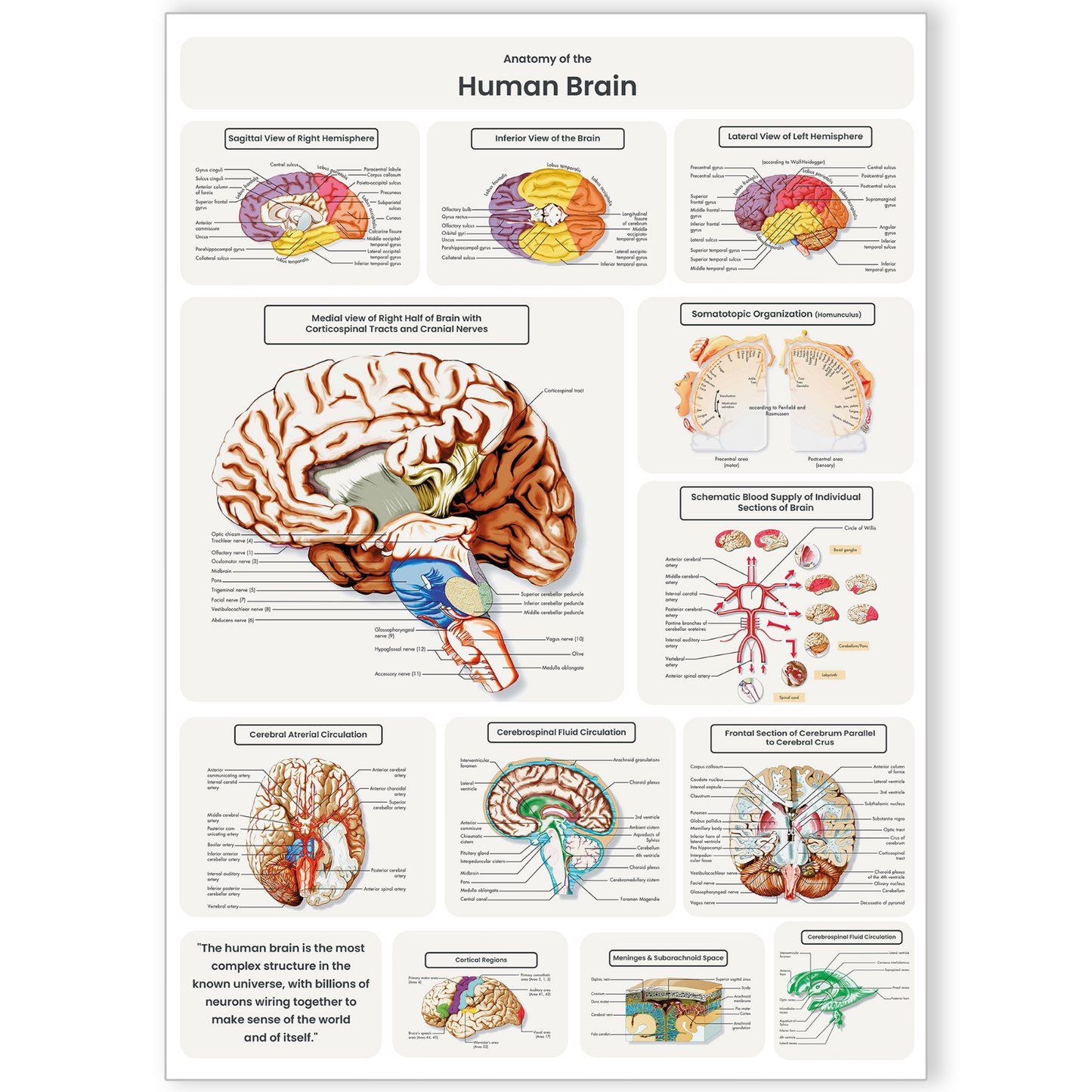 Brain Anatomy Poster Educational Human Anatomy Notes Study A5-A3 Print