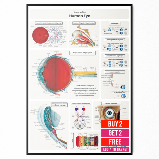 Eye Anatomy Poster Educational Human Anatomy Chart Medical Study A5-A3