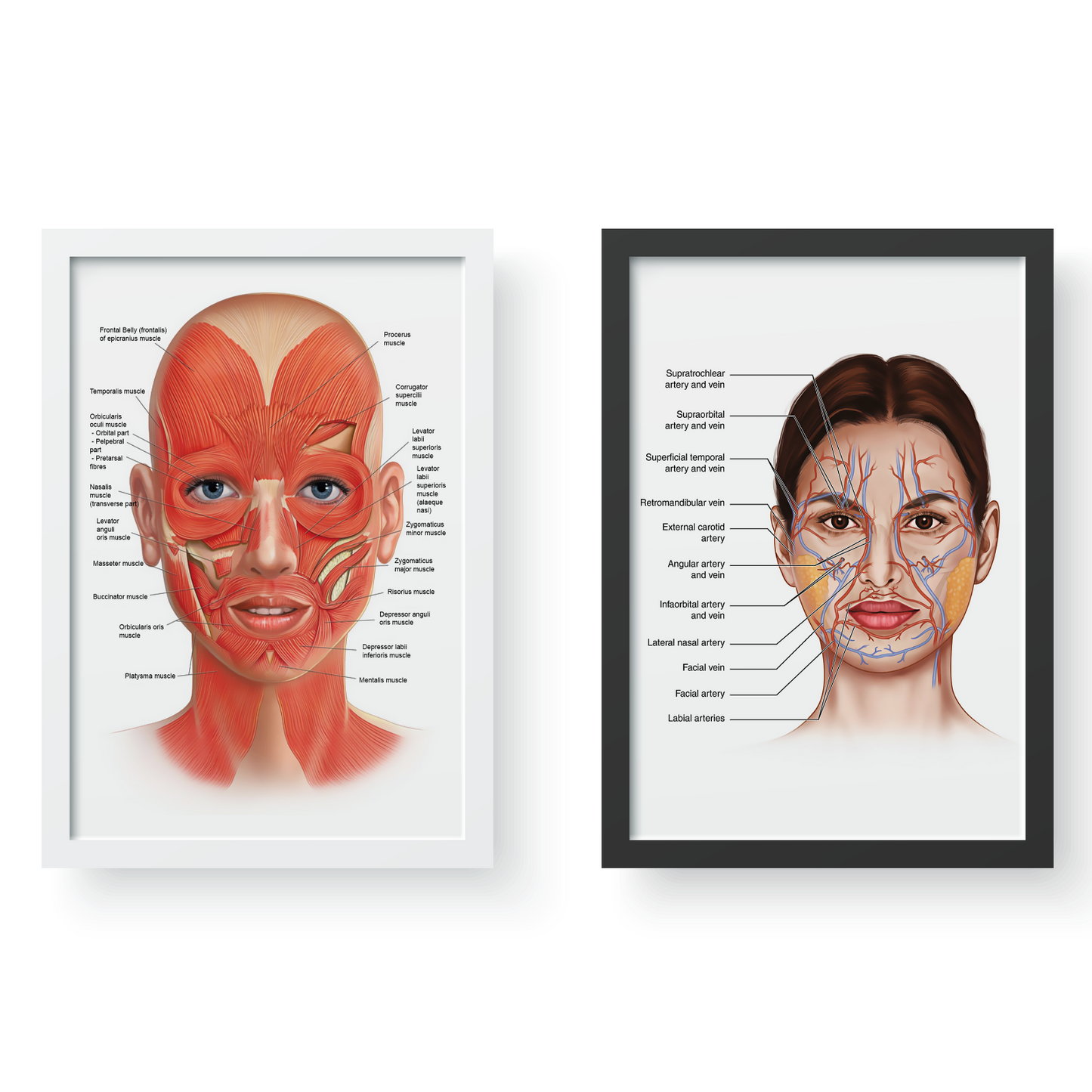 Face Anatomy Poster Facial Muscles & Veins Educational Science Print A5–A3