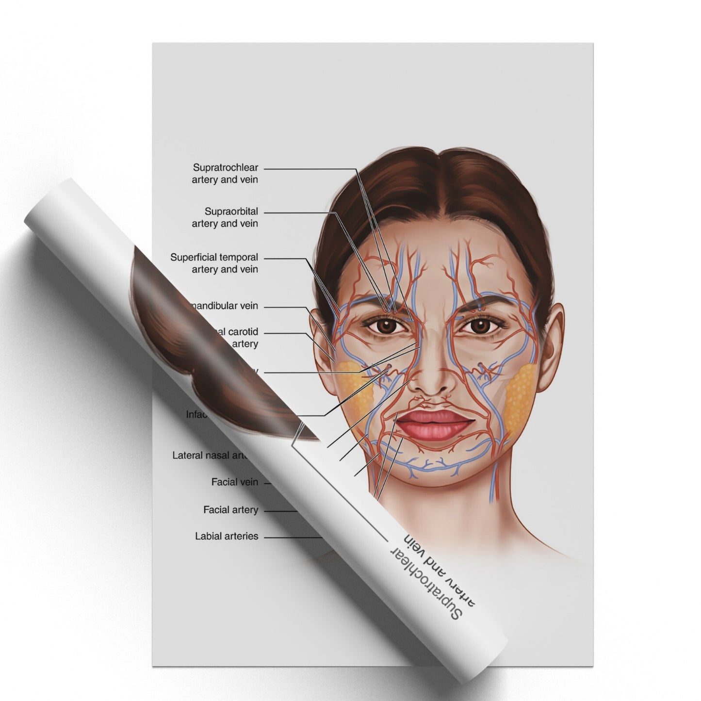 Face Anatomy Facial Fatpad Detailed Science Education Poster Print - A5 A4 A3