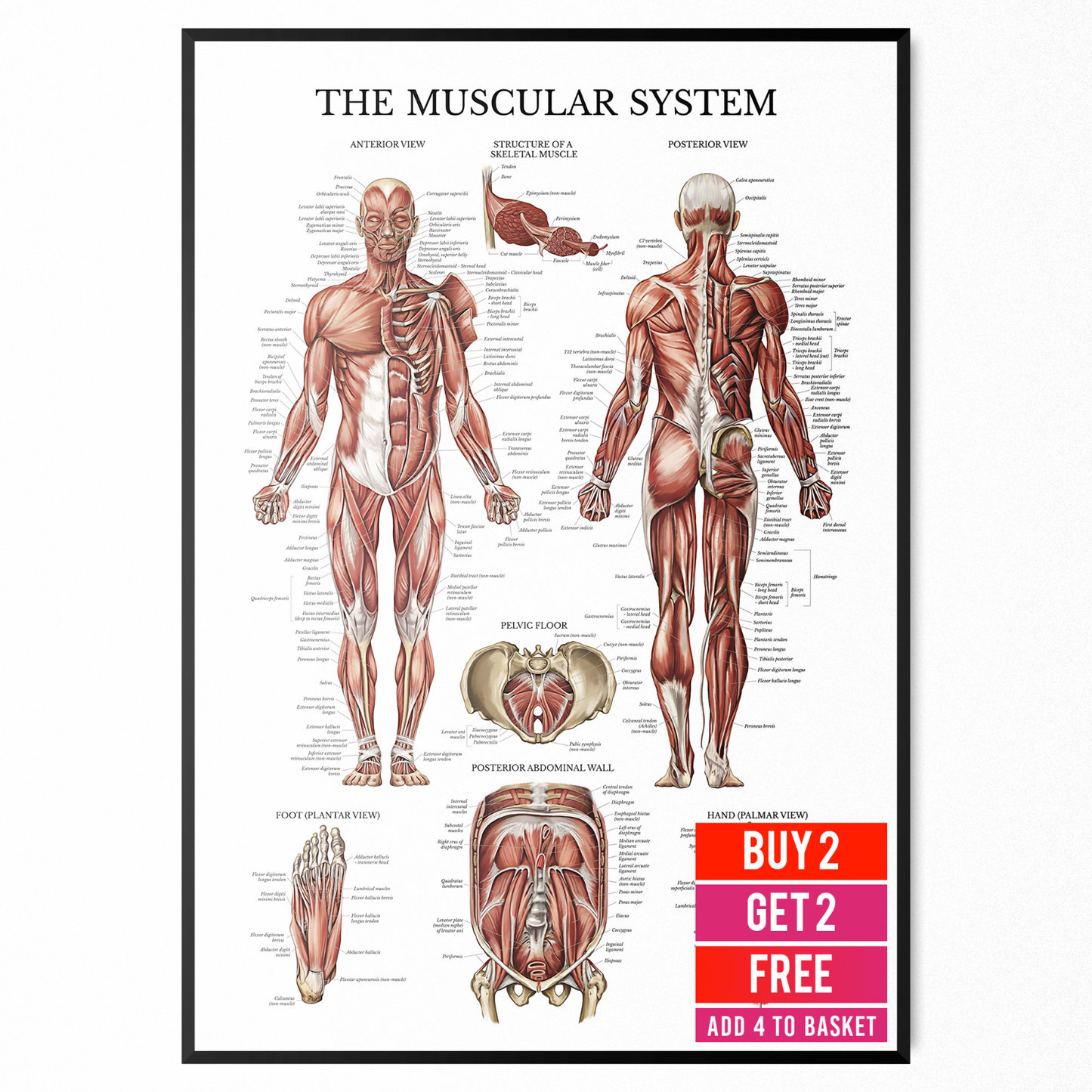 Muscular System Human Muscle Anatomy Body Educational Chart Poster A5 A4 A3