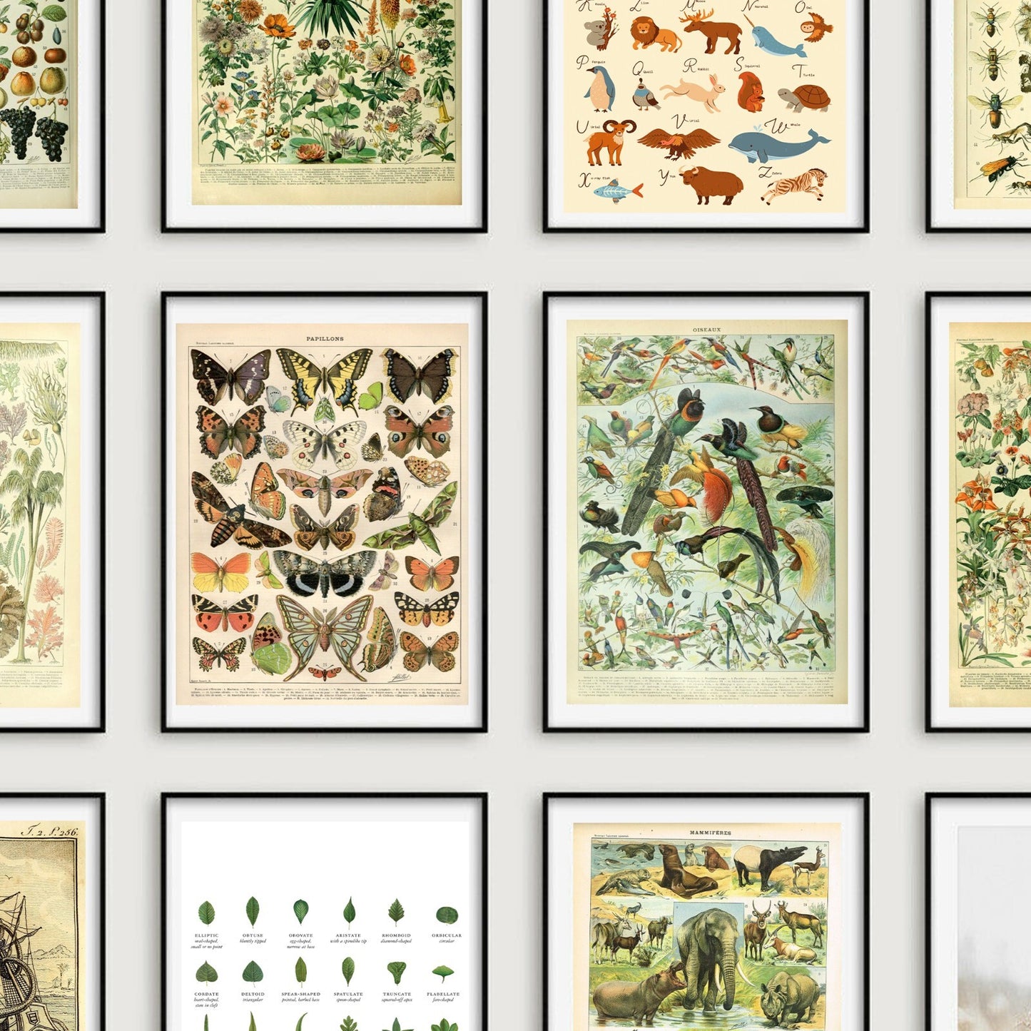 Vintage Wildlife Identification Posters Nature Wild Animals Birds Flowers Trees