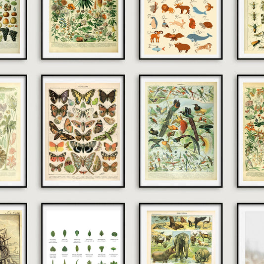 Vintage Wildlife Identification Posters Nature Wild Animals Birds Flowers Trees