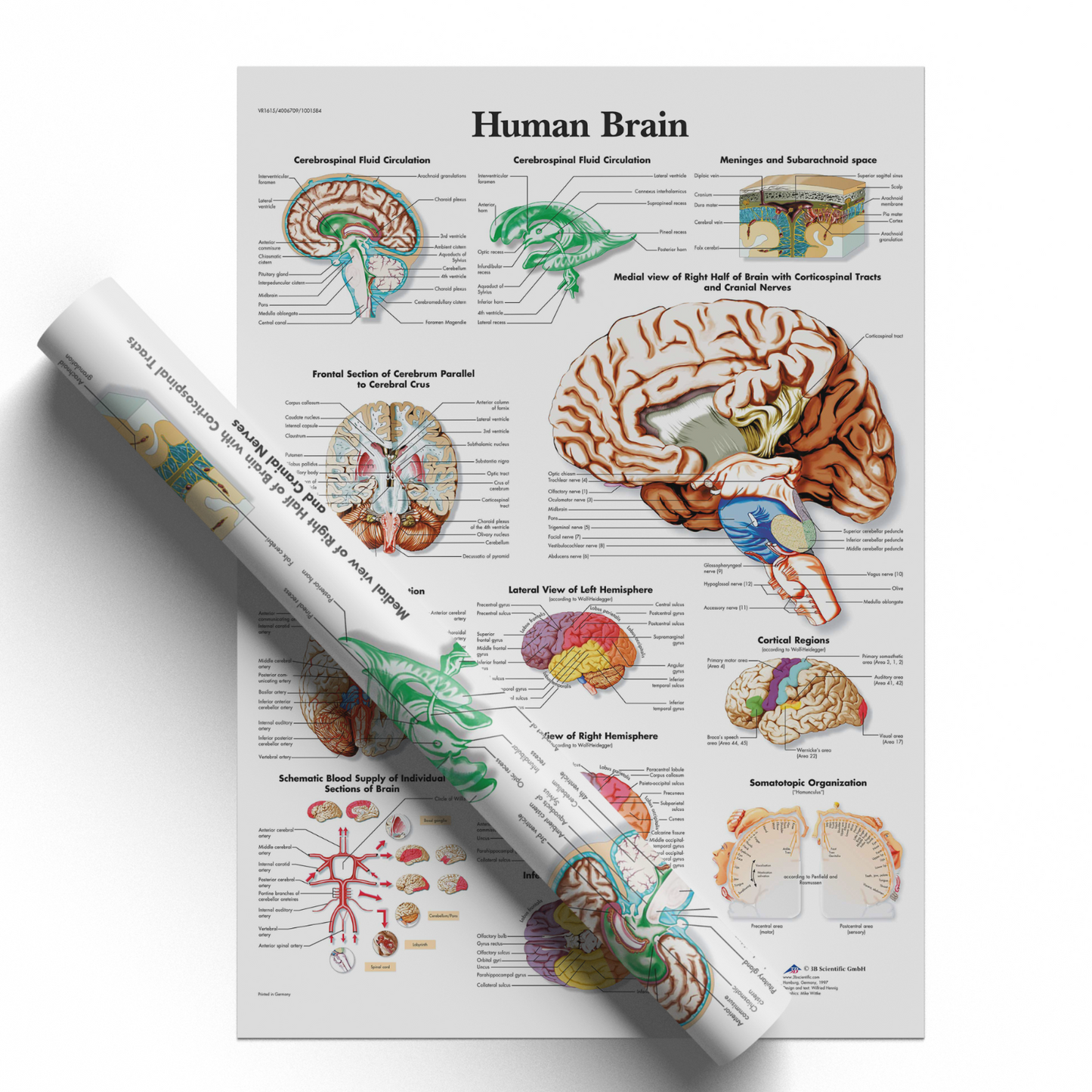Anatomy Of The Brain Educational Notes Human Body Anatomical Poster A5 A4 A3