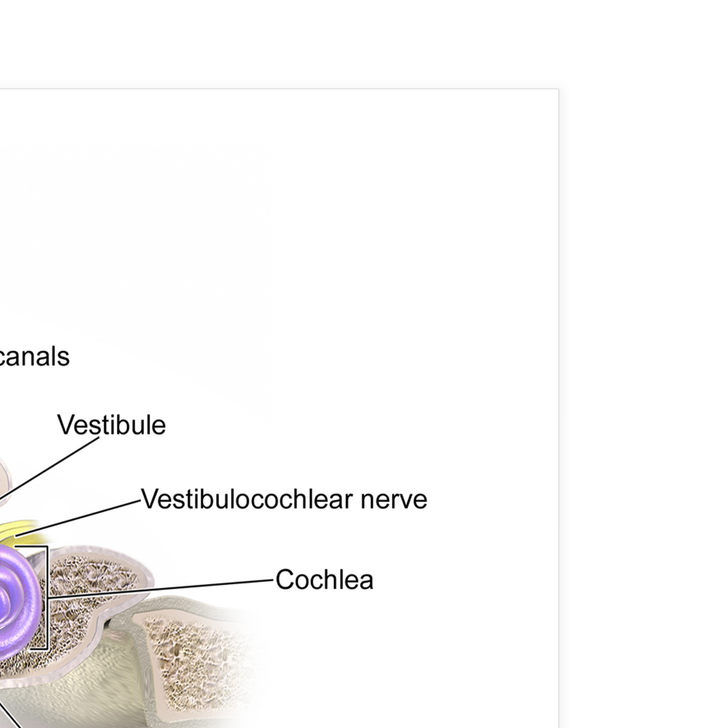 Ear Anatomy Poster Educational Medicinal Learning Doctor Science A5 A4 A3