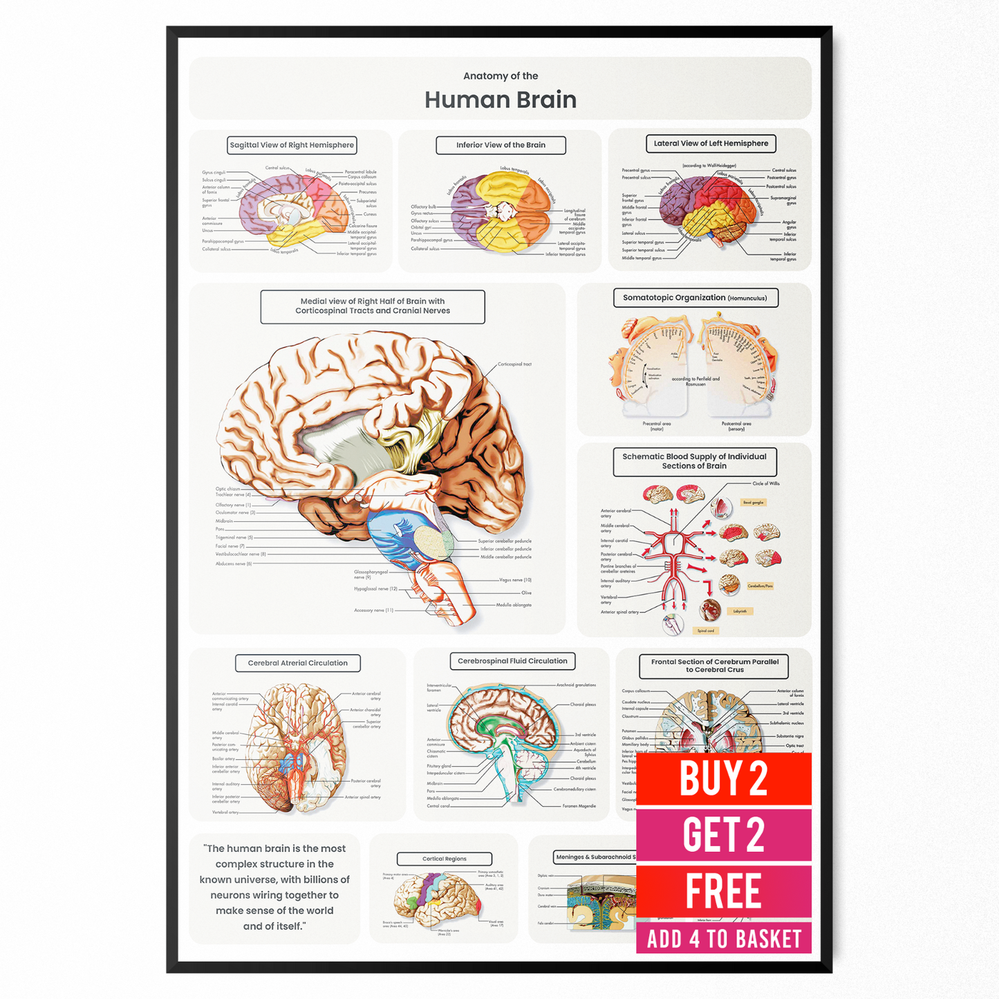 Brain Anatomy Poster Educational Human Anatomy Notes Study A5-A3 Print