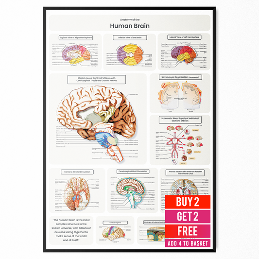 Brain Anatomy Poster Educational Human Anatomy Notes Study A5-A3 Print