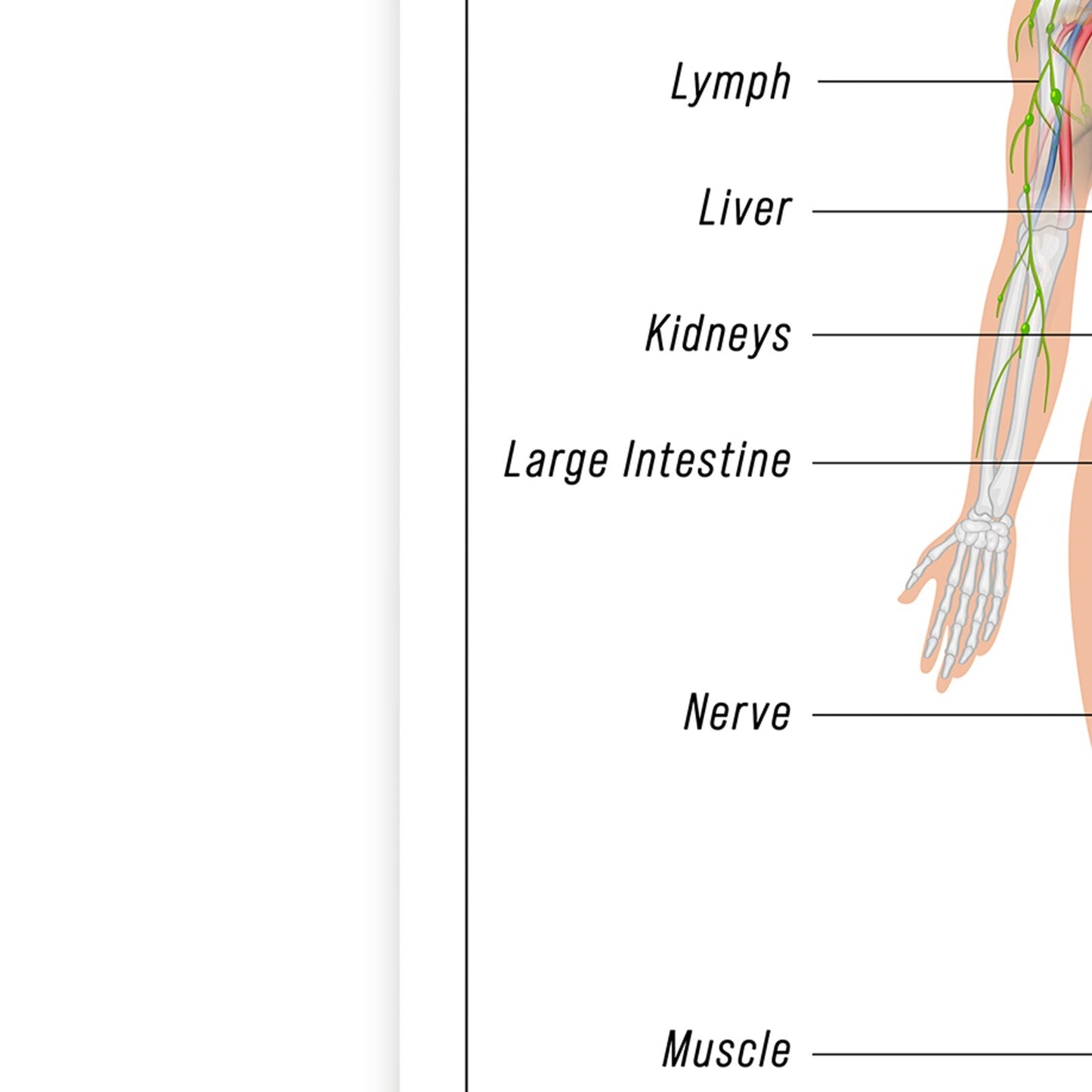 HUMAN ANATOMY EDUCATIONAL POSTER HUMAN BODY ANATOMY STUDENT MEDICAL A5 A4 A3