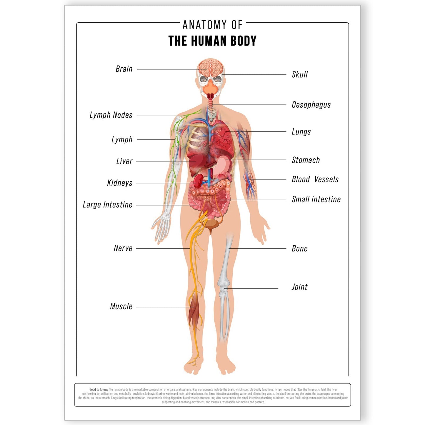 HUMAN ANATOMY EDUCATIONAL POSTER HUMAN BODY ANATOMY STUDENT MEDICAL A5 A4 A3
