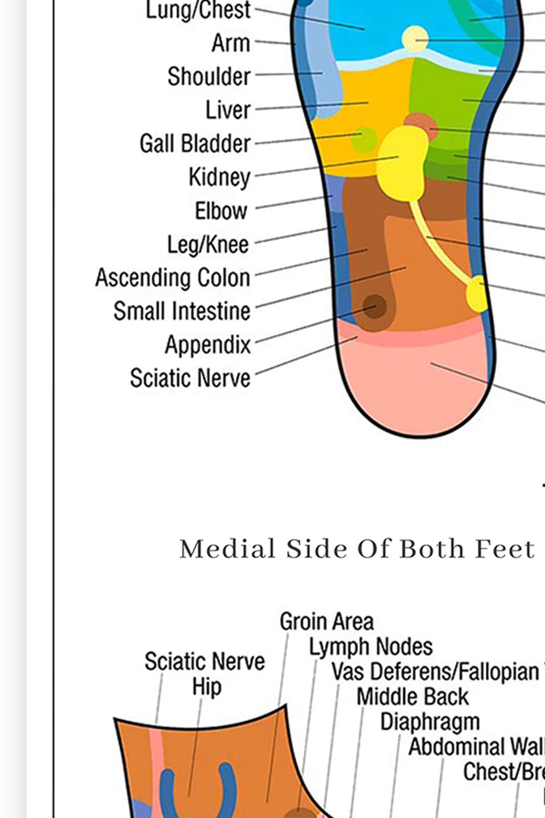 Foot Reflexology Poster Human Anatomy Educational Student Medical Poster A5-A3