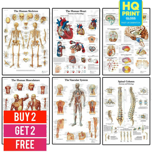 HUMAN ANATOMY EDUCATIONAL STUDENT MEDICAL LIFE POSTER PRINTS | A4 A3