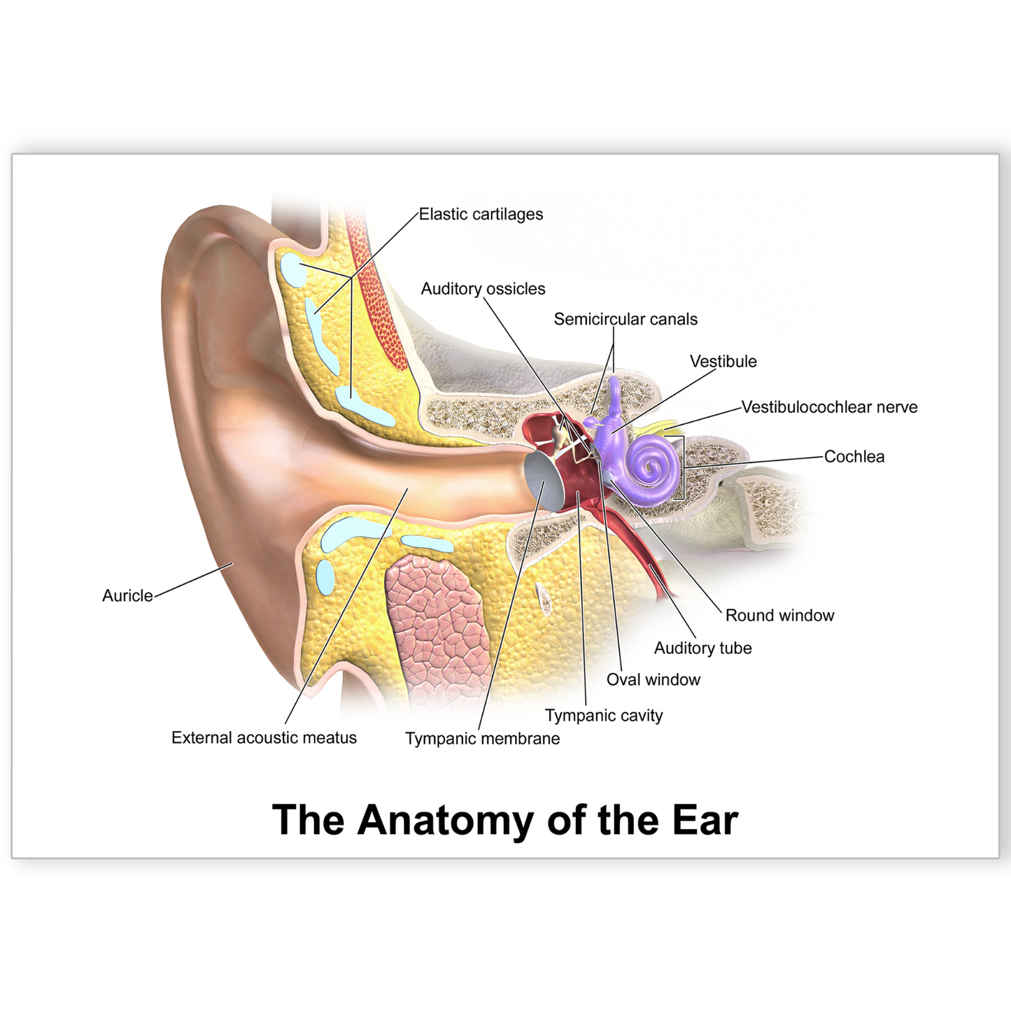 Ear Anatomy Poster Educational Medicinal Learning Doctor Science A5 A4 A3