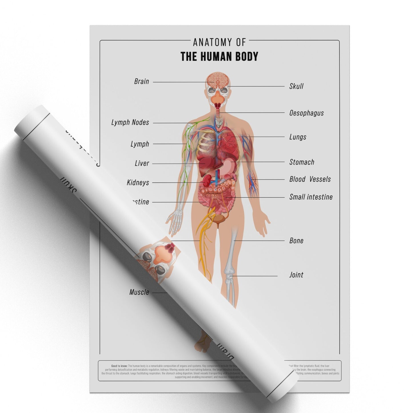 HUMAN ANATOMY EDUCATIONAL POSTER HUMAN BODY ANATOMY STUDENT MEDICAL A5 A4 A3