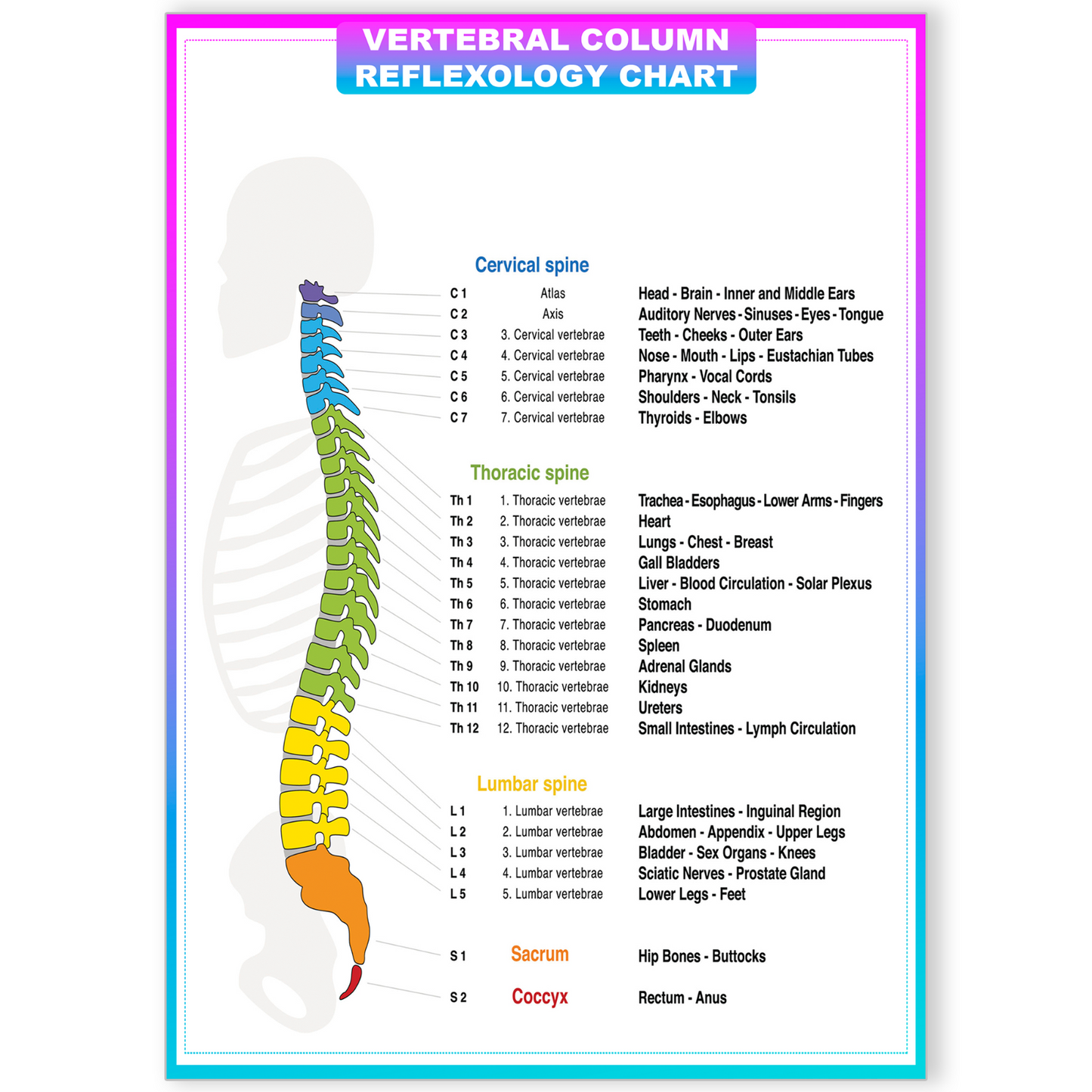 Human Anatomy Poster Medical Doctor Spine Chart Educational Poster A5-A1