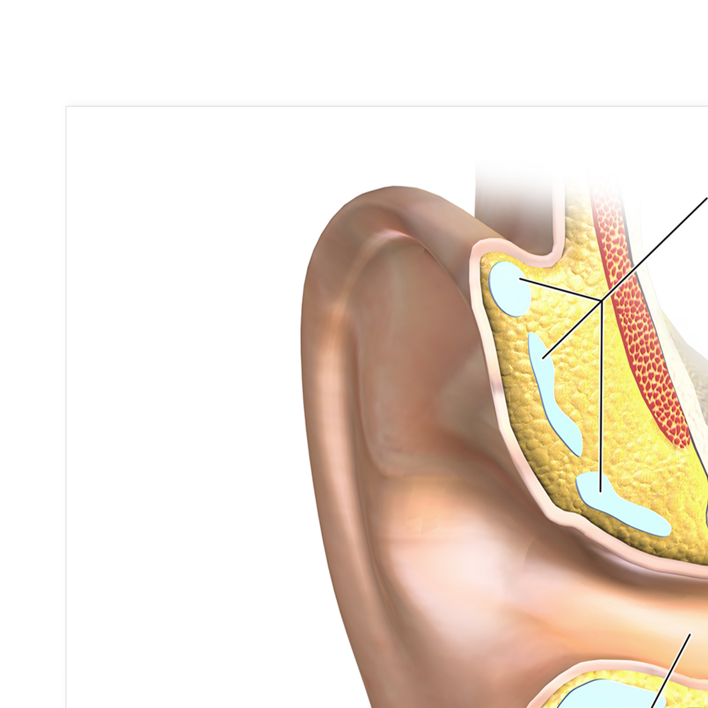 Ear Anatomy Poster Educational Medicinal Learning Doctor Science A5 A4 A3