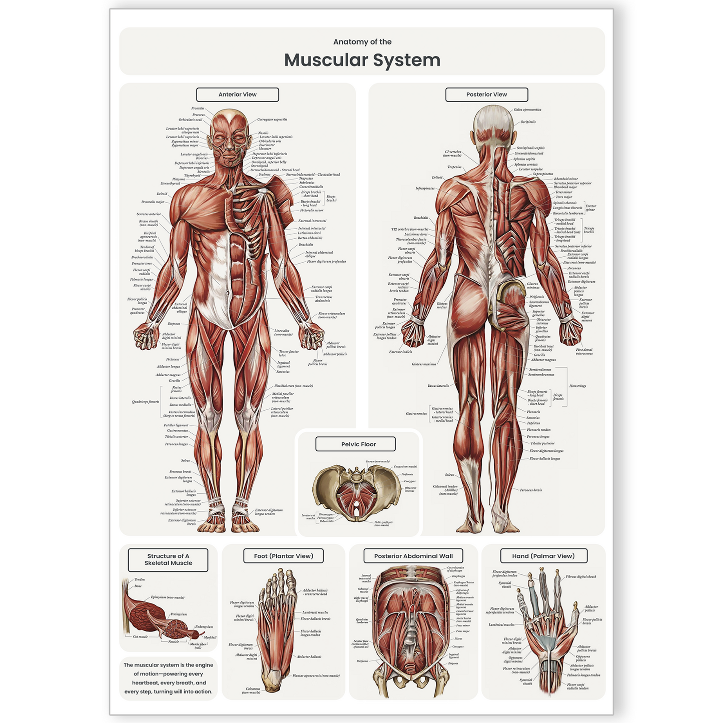 Muscular System Human Muscle Anatomy Body Chart Educational Poster A5-A3 Poster