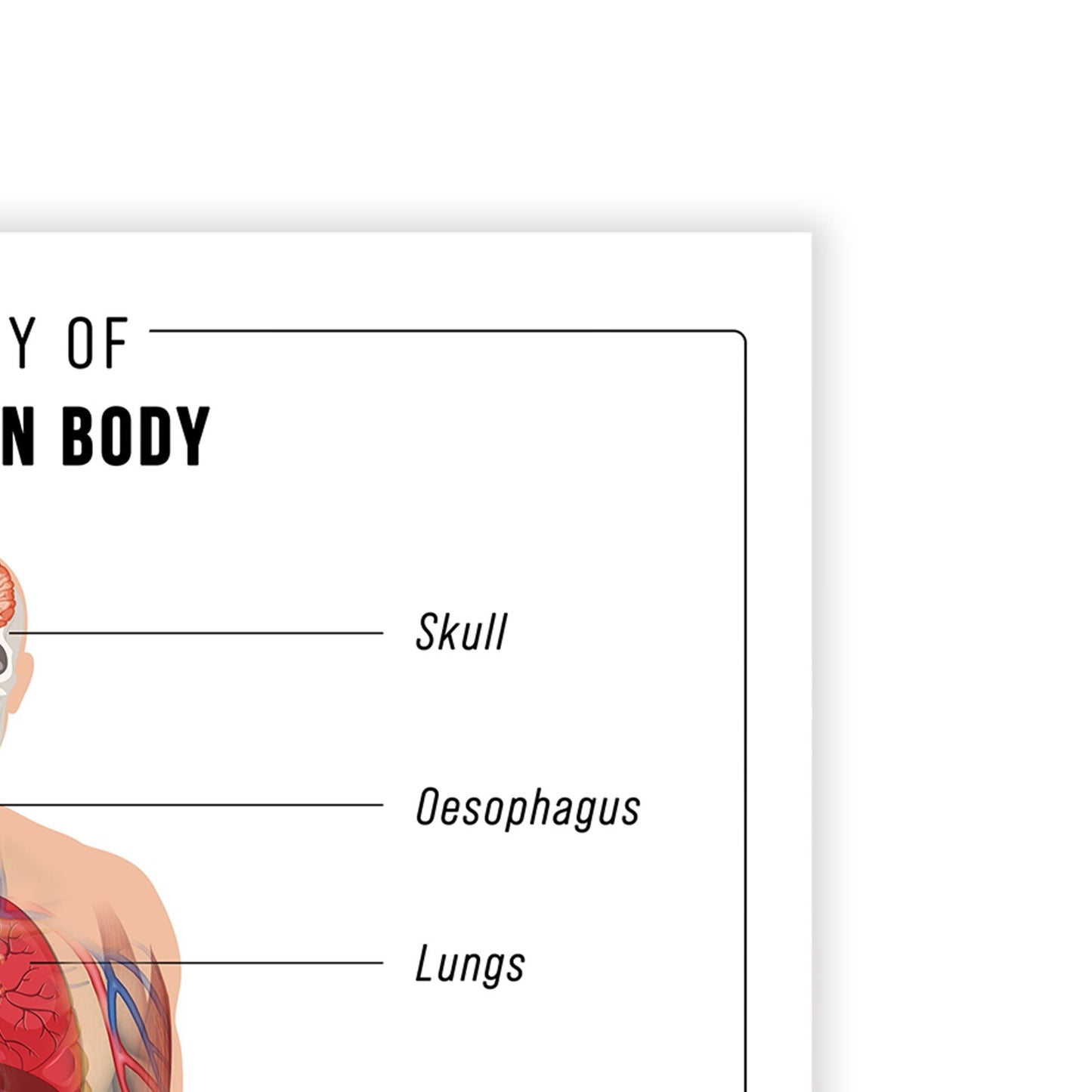 HUMAN ANATOMY EDUCATIONAL POSTER HUMAN BODY ANATOMY STUDENT MEDICAL A5 A4 A3