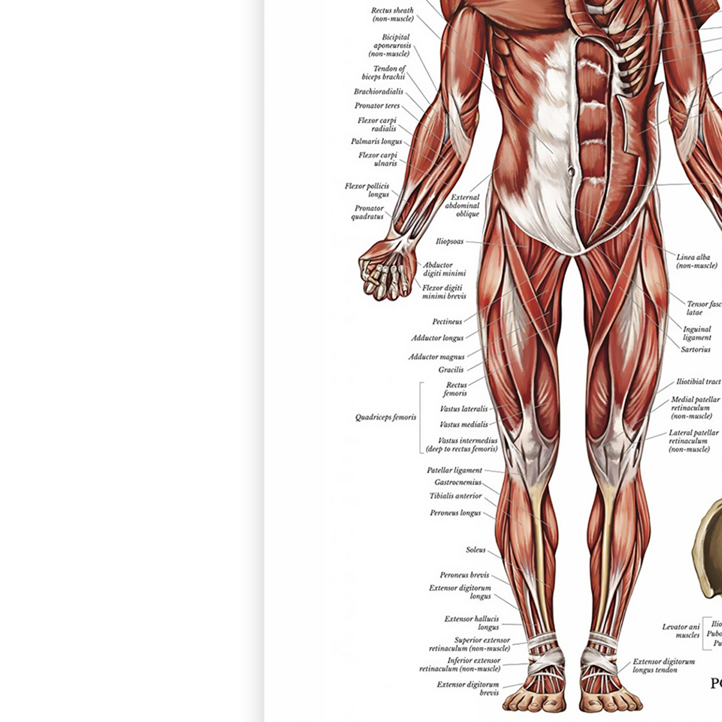 Muscular System Human Muscle Anatomy Body Educational Chart Poster A5 A4 A3