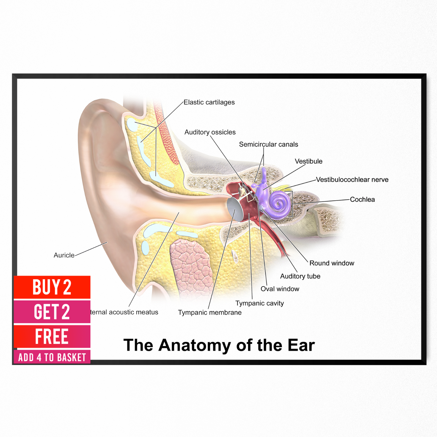 Ear Anatomy Poster Educational Medicinal Learning Doctor Science A5 A4 A3